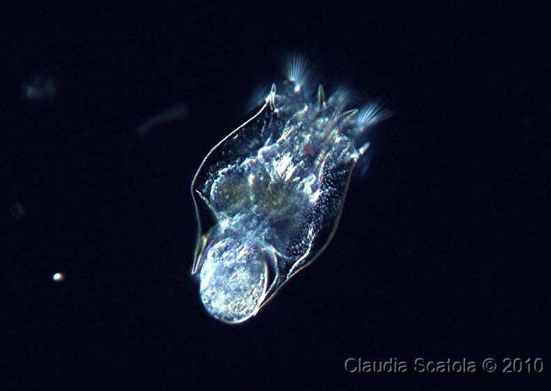 Brachionus sp